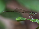 Copera ciliata 白狹扇蟌 (Male)