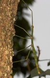 Stick insect 節竹蟲