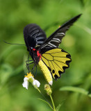 Common Birdwing (male) 裳鳳蝶Troides Helena