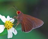 Common Red-eye  瑪弄蝶 Metapa aria