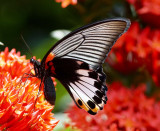 Great Mormon (female) 美鳯蝶 Papilio Memnon (Form agenor)