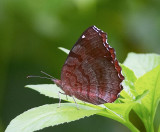 Angle Castor 波蛺蝶 Ariadne ariadne