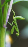 Large Green Mantid 廣斧螳 Hierodula patellifera