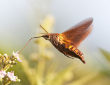 Hawk Moth 長喙天蛾 Macroglossum sp.