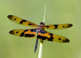 Variegated Fluterer 斑麗翅蜻 Rhyothemis variegata