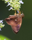Common Awl (male) 三斑趾弄蝶(雄)Hasora badra