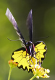 Common Birdwing (male) 裳鳳蝶Troides Helena