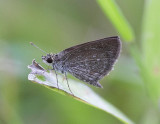 Pigmy Scrub Hopper 侏儒鍔弄蝶 Aeromachus pygmaeus