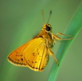 Greenish Palm Dart 紅翅長標弄蝶Telicota ancilla