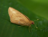 Banana Skipper 黃斑蕉弄蝶 Erionota torus