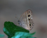 South China Bush Brown 平頂眉眼蝶 Mycalesis zonata