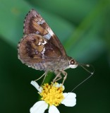 Tree Flitter 希弄蝶 Hyarotis adrastus