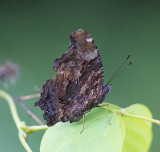 Blue Admiral 琉璃蛺蝶 Kaniska canace