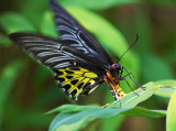 Common Birdwing (female) 裳鳳蝶Troides Helena