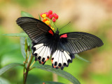 Great Mormon (female) 美鳯蝶 Papilio Memnon (Form agenor)
