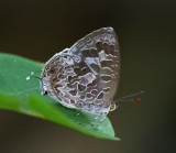 Burmese Bush Blue 緬甸嬈灰蝶 Arhopala birmana