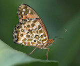 Indian Fritillary (female) 斐豹蛺蝶（雌）Argyreus hyperbius