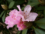 The first blooming  Rodo of this year. 20 Feb 2007 019.jpg