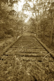 OLD TRACKS TO NOWHERE <<body oncontextmenu=alert(My photos are protected by copyright laws.); return false;>