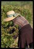 Reportage Vendange  Vacqueyras