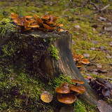 mushrooms on treestump 900.jpg