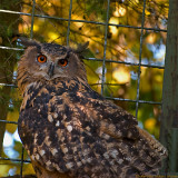 eagle owl 900.jpg