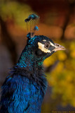 peacock profile 2 700.jpg