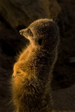 meerkat sunworship 700.jpg