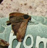 moth id 48