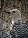 golden-fronted woodpecker juvenile