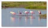 spoonbills