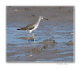 greater yellowlegs juvenile