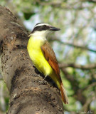 great kiskadee