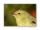 orange-crowned warbler