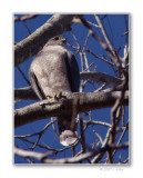 sharp shinned hawk