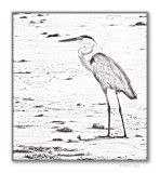 great blue heron