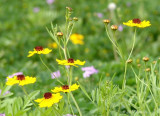 coreopsis