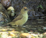 orange-crowned warbler