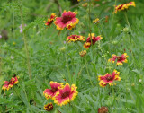 indian blanket