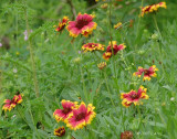 indian blanket