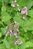 pink mint