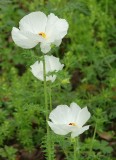 prickly poppy