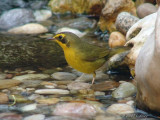 kentucky warbler