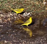 yellow warblers