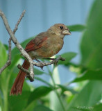 cardinal juvenile