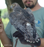 norther harrier