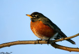 Robin on Branch