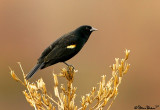 Blackbird on Vegetation