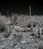 cactus2-upload.jpg