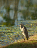 heron0068.jpg